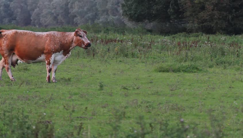 red cow is walking away from a white calf. calf is doubting to stand up. a grey white cow is passing the scene