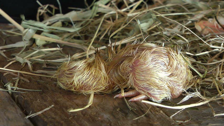 Hatched chick stumbling around in its nest