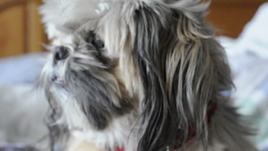 Shitzu dog looks right at the camera and lick lips