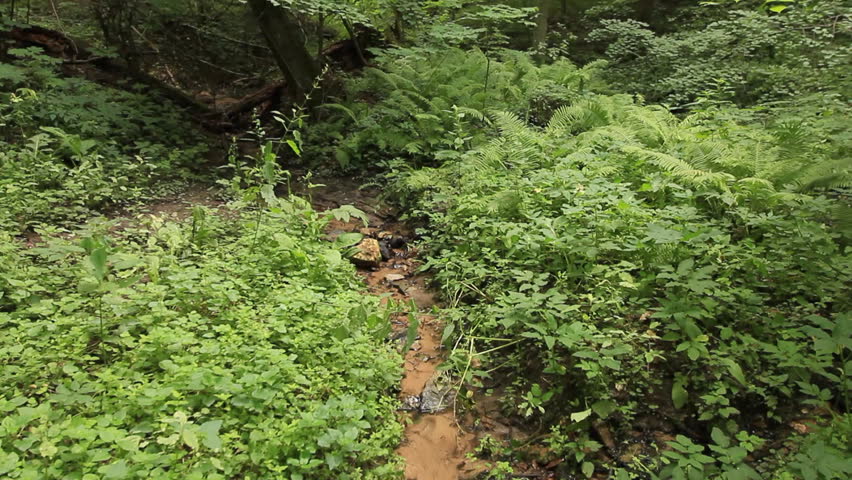 Summer deciduous forest vertical panning - jungle background