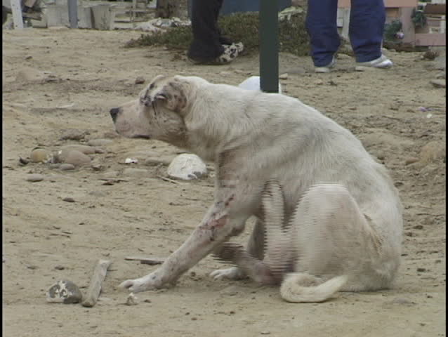 sick dog scratching