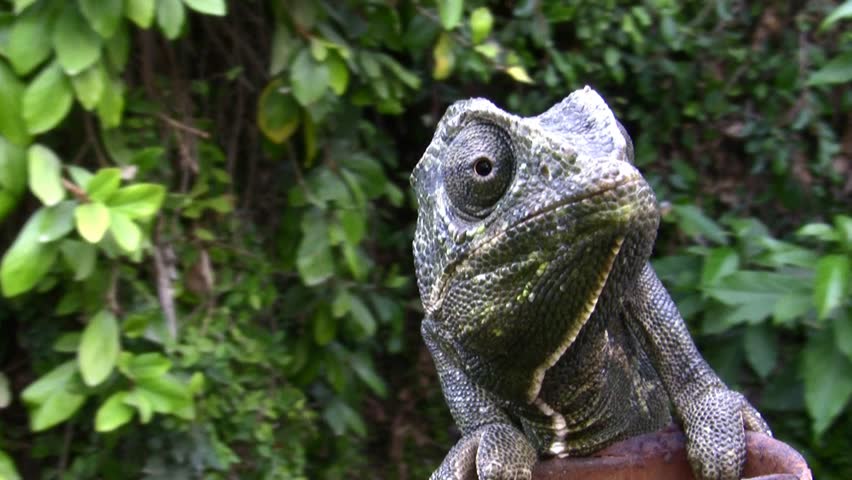 Common Chameleon, family Chamaeleonidae. Sometimes refer to politicians who lie and make false deceptive promises before elections
