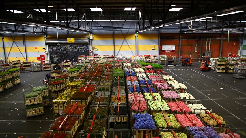 AALSMEER, THE NETHERLANDS-APRIL 27: Flowers being prepped for auction, FloraHolland, April 27, 2011, Aalsmeer, The Netherlands. Aalsmeer Flower Auction is the largest flower auction in the world; Around 20 million flowers are sold here daily.