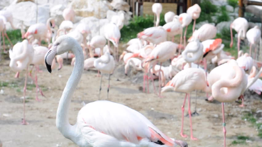 Wildlife and colorful birds 