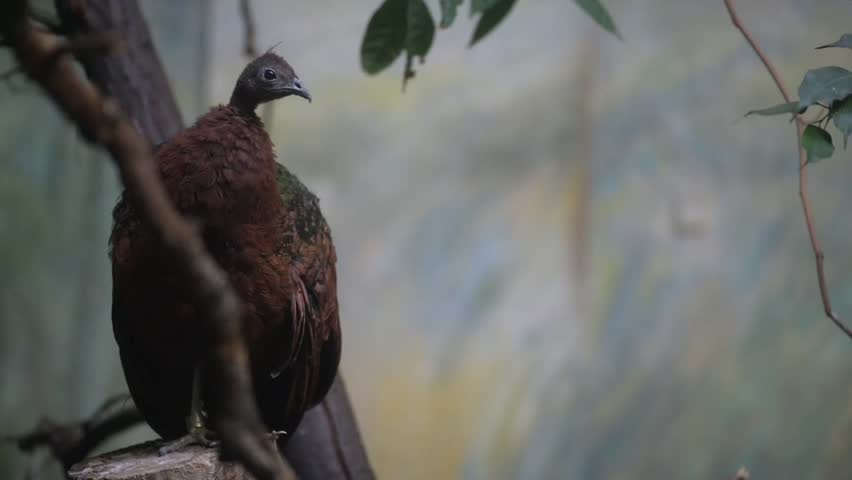 Header of Afropavo congensis