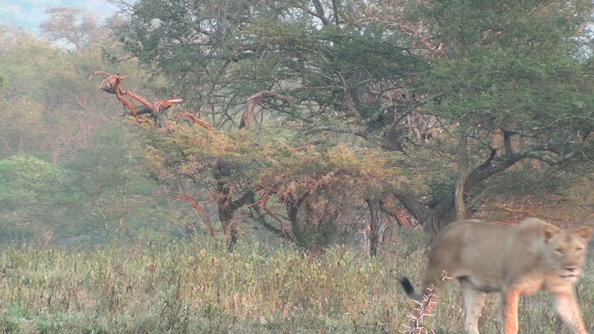 Lioness and Cubs walking away from lion
