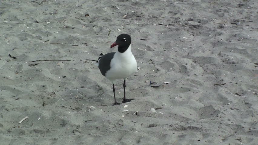 Seagull at the beach