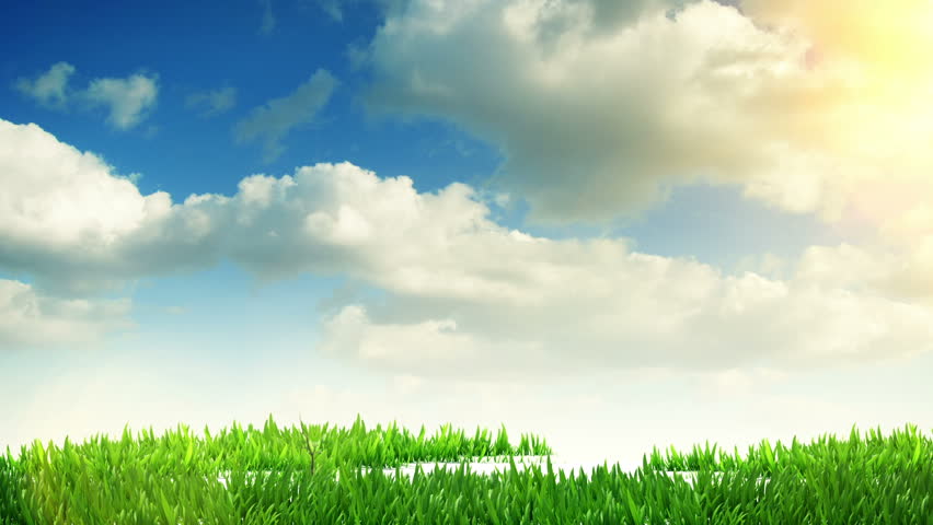 Growing tree and grass