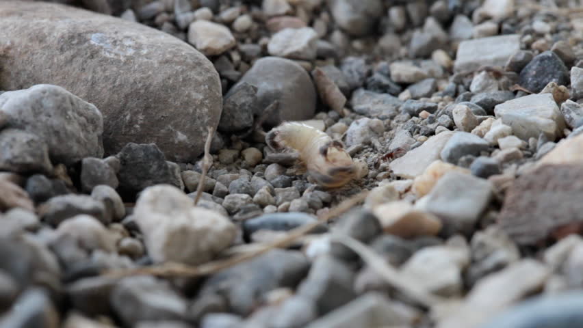 Some ants attack and bite a defenseless fly maggot.