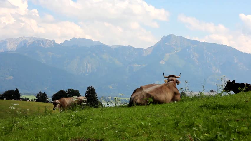 Cows on a pasture in Bavaria