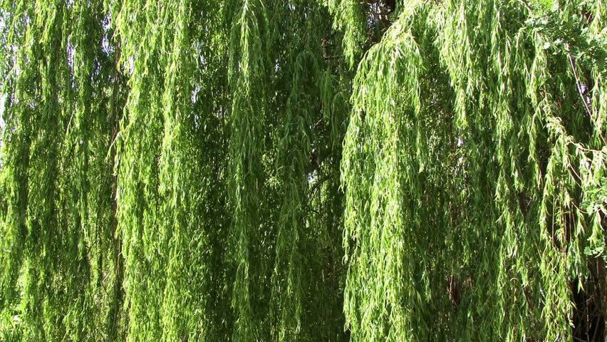 Close on weeping willow tree branches.