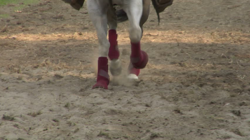 Closeup slow motion of horse 