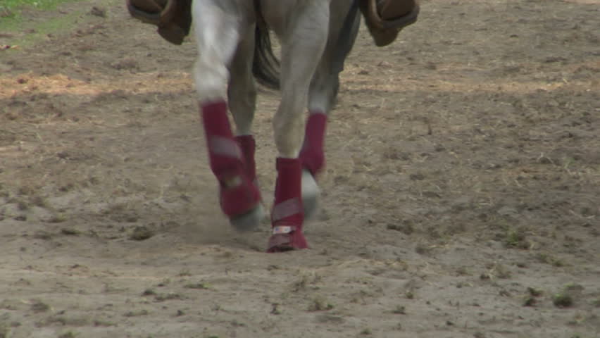 Closeup slow motion of horse 