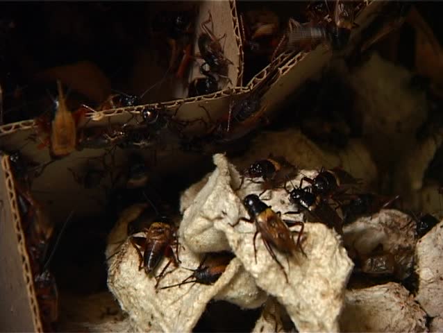Live locusts in tank 