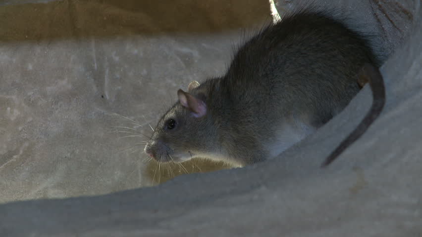 Cobra Hunting Rat