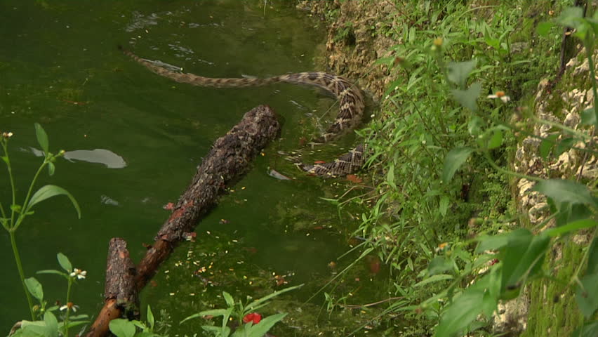 Eastern DB Rattler