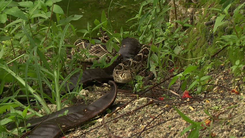 Eastern DB Rattler