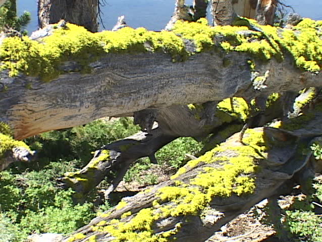 Yellow lichens grow on a fallen tree.