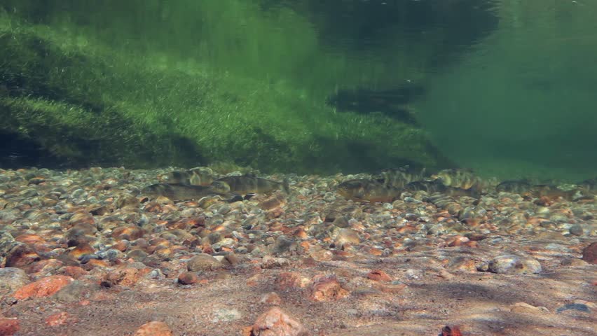 Underwater footage of arctic chars (Salvelinus alpinus) from Paradise Valley, Greenland.