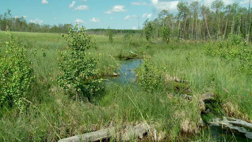 Summer in Siberia