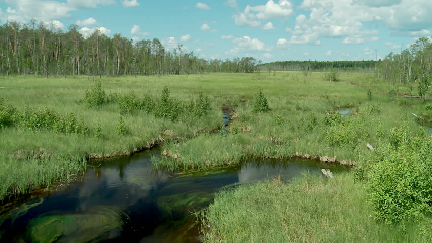 Summer river