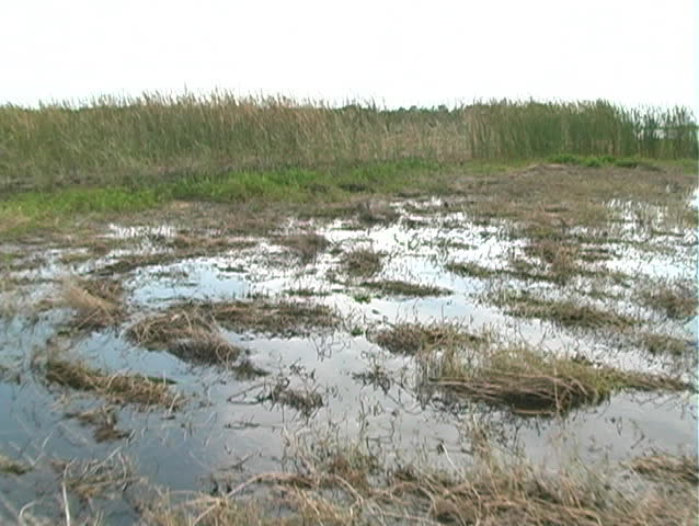 A view of the northernmost part of the Florida everglades from an airboat.