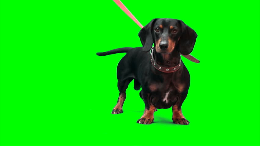 Black dachshund dog stands 