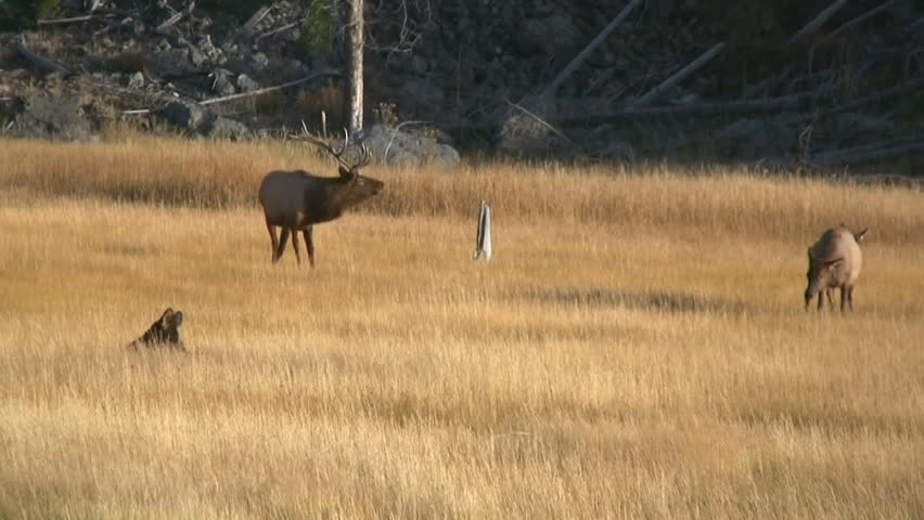 Bull elk bugling in rut.