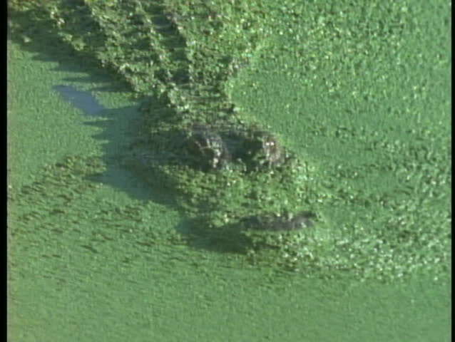 An alligator swims beneath pond scum in a Florida Everglades' swamp.