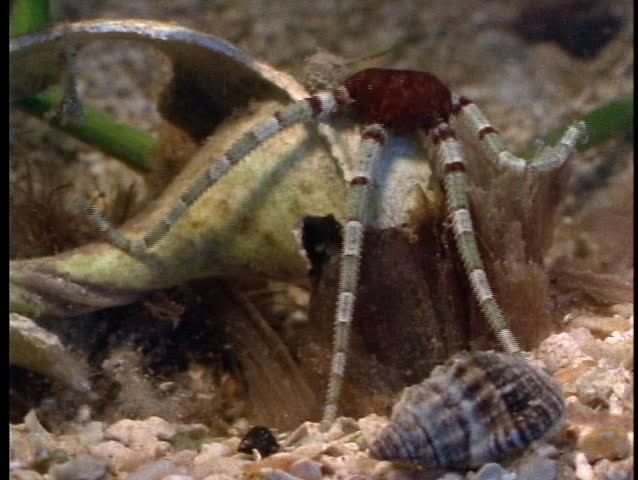 Crustaceans on the sandy bottom of shallow water.