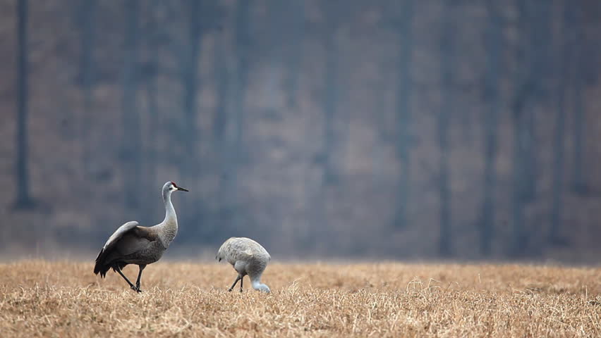 Header of Grus canadensis