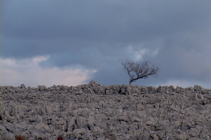 time lapse sequence with one isolated tree over cloudy sky (DV NTSC, tripod use)