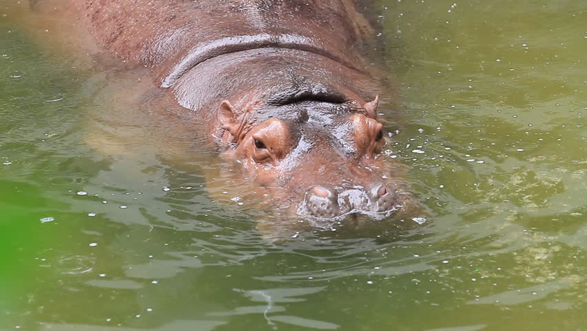 Hippo in the water. 