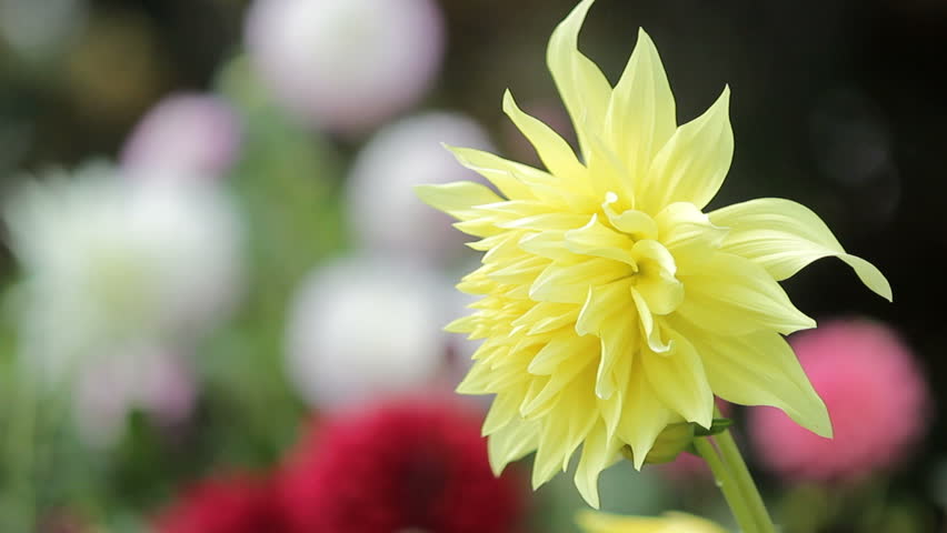 Yellow flower