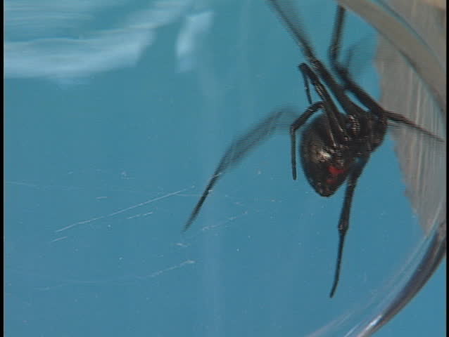 A large Black Widow spider crawls frantically across its web.