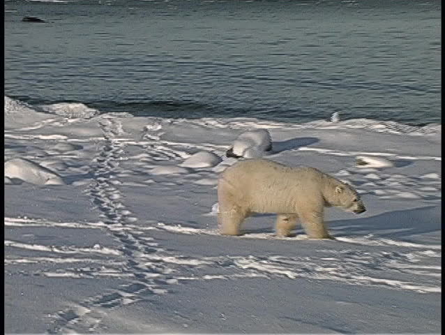 polar bears gather along an Arctic shoreline.