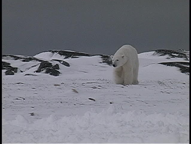 polar bears walk near a snow-covered shoreline in Churchill, Alaska.