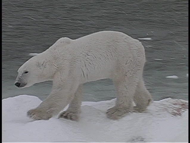 A camera tracks a polar bear as it walks along an icy, snow-covered shore in Churchill, Alaska.