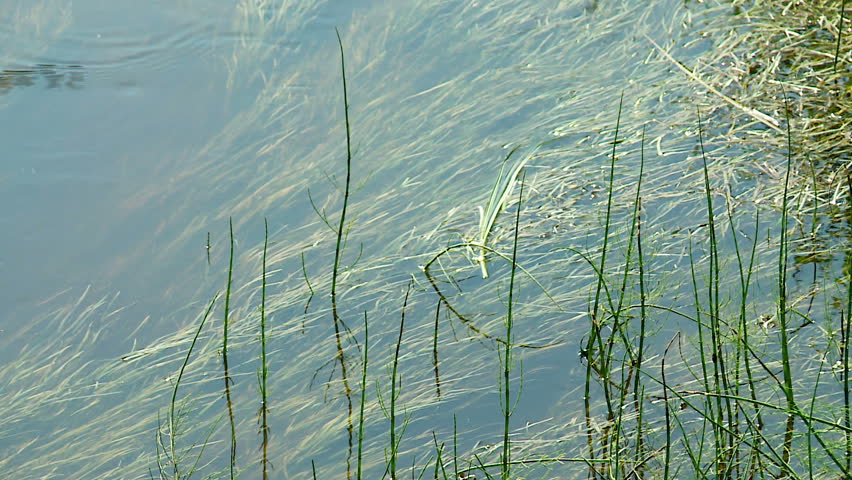 grass in the river