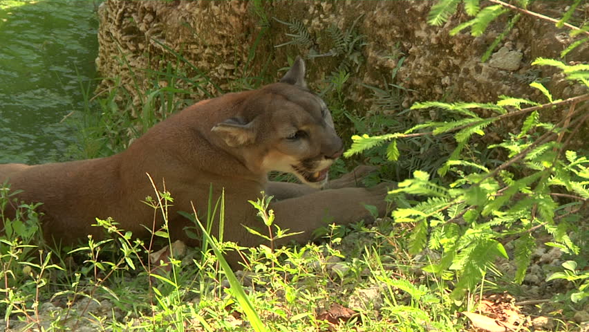 MS of Florida panther side profile, zoom out to WS by water