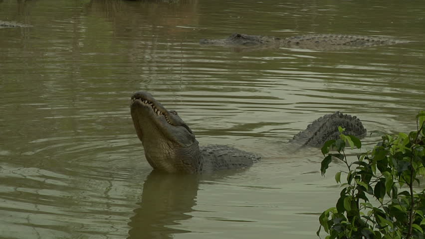 Alligator Mating Aggression