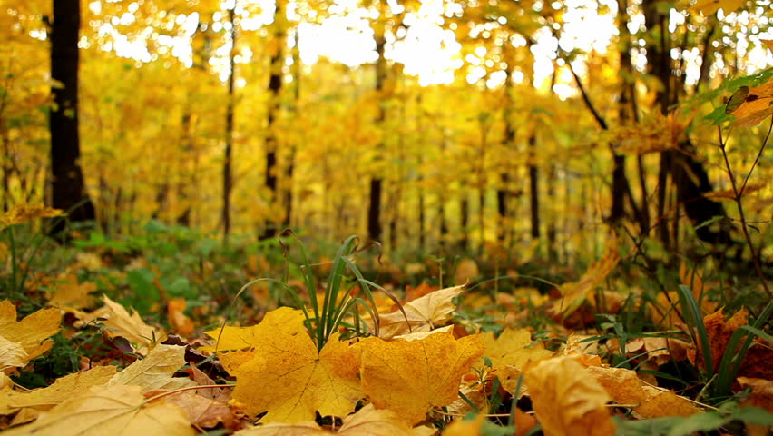 Red Maple Leaves Falling From The Trees In Autumn Fall Morning Stock