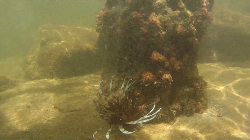 Lionfish squeezes between two rocks, swims ahead of camera