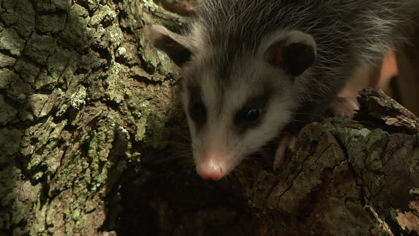 ECU of baby opossum peering down from tree bark