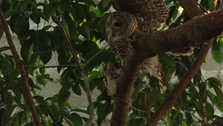Owl in tree feeding on rat in its claws
