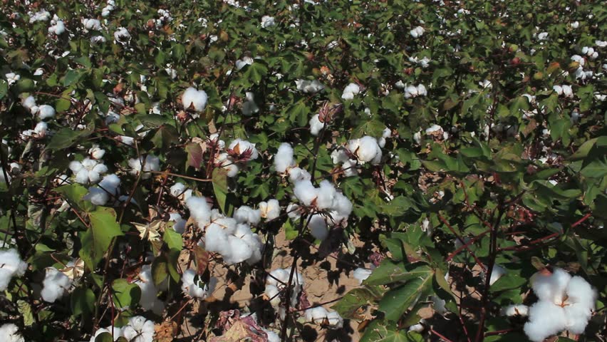 Budding cotton plants, close to harvest, blow in wind. 1080p