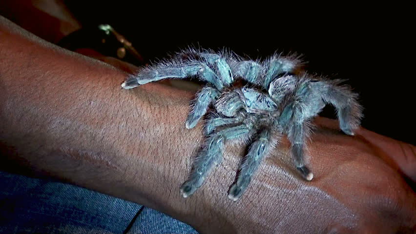pet Tarantula