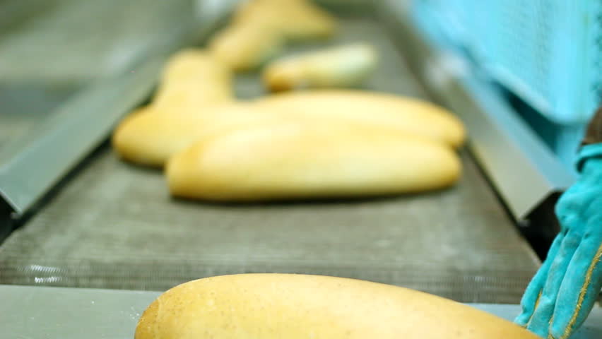 Commercial Bread Making. Putting baked bread into plastic crates for the retail.  HD 1080i.