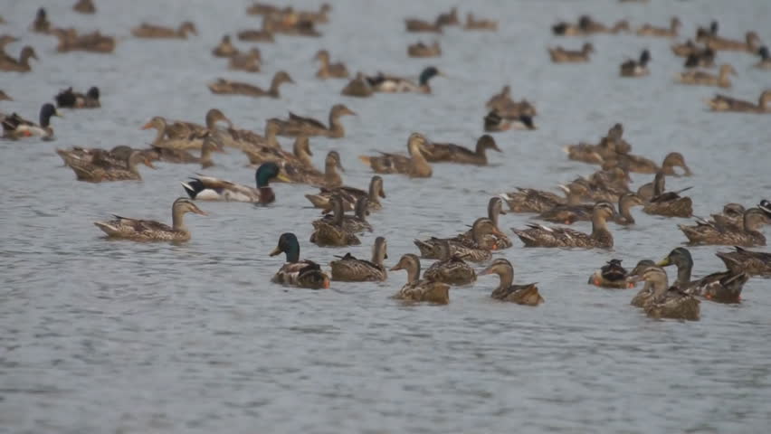 Mallard Ducks (Anas platyrhynchos) are a common sport hunting species that migrate across North America from Alaska in the summer to Florida in the winter.