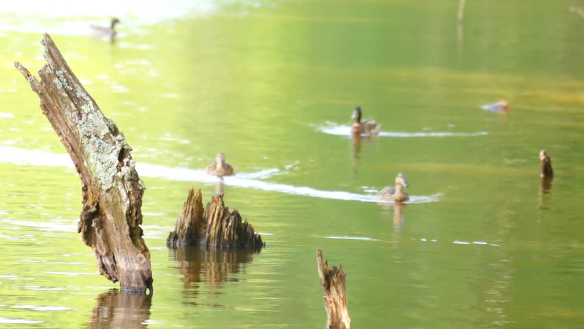 Mallard Ducks (Anas platyrhynchos) are a common sport hunting species that migrate across North America from Alaska in the summer to Florida in the winter.